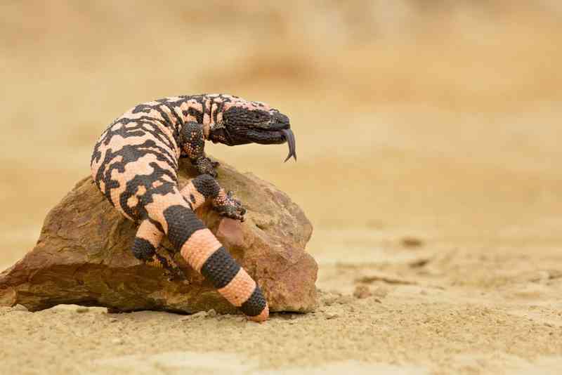 gila monster - reptiles with detailed facts including diet, lifespan, weight and habitat information